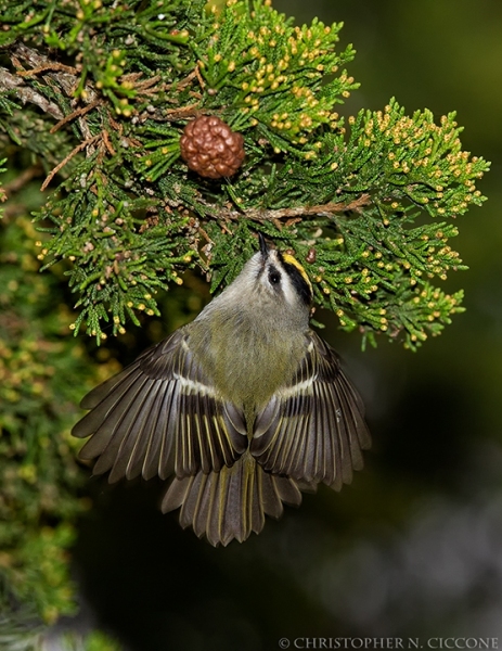 Golden-crowned Kinglet