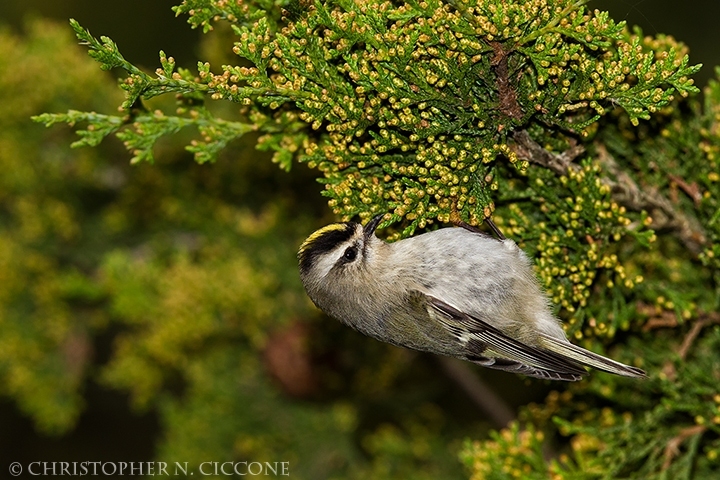 Golden-crowned Kinglet