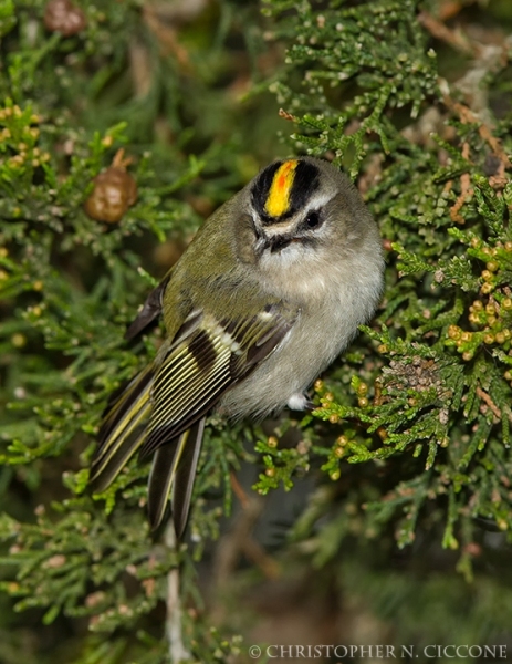 Golden-crowned Kinglet