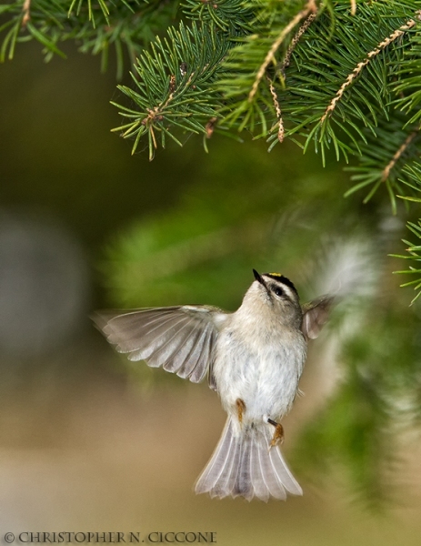 Golden-crowned Kinglet