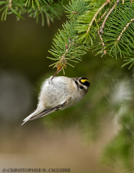 Golden-crowned Kinglet