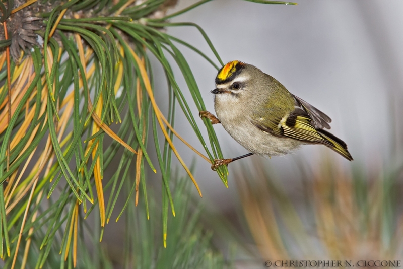 Golden-crowned Kinglet