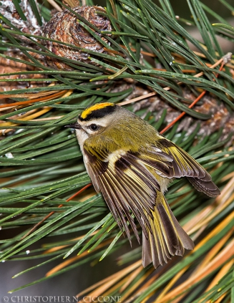 Golden-crowned Kinglet