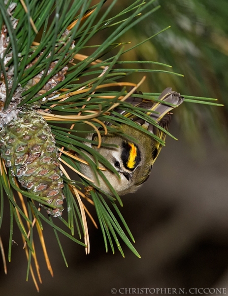 Golden-crowned Kinglet