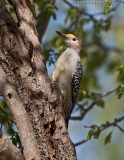 Golden-fronted Woodpecker