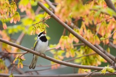 Golden-winged Warbler