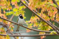 Golden-winged Warbler