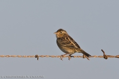 Grasshopper Sparrow