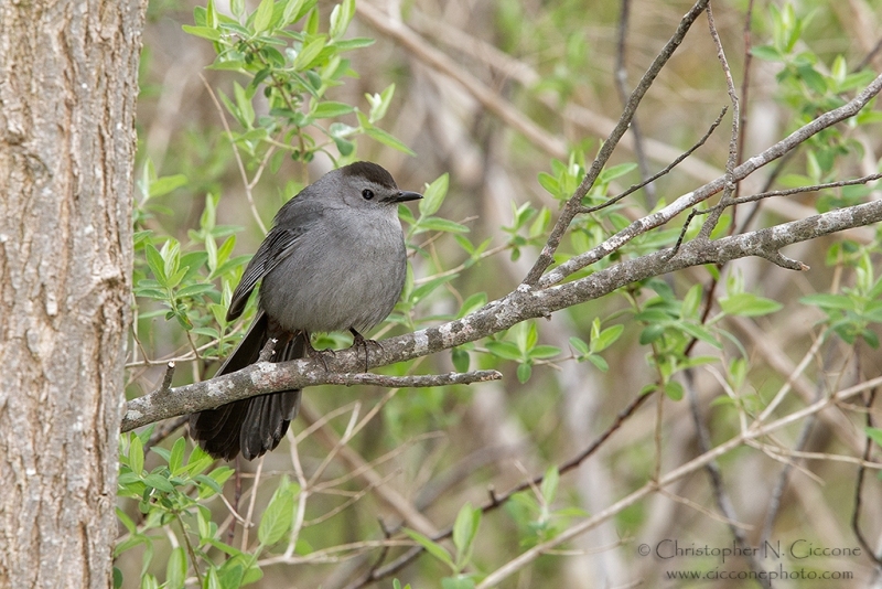 Gray Catbird