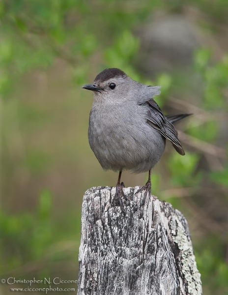 Gray Catbird