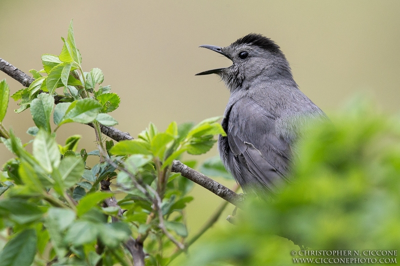 Gray Catbird