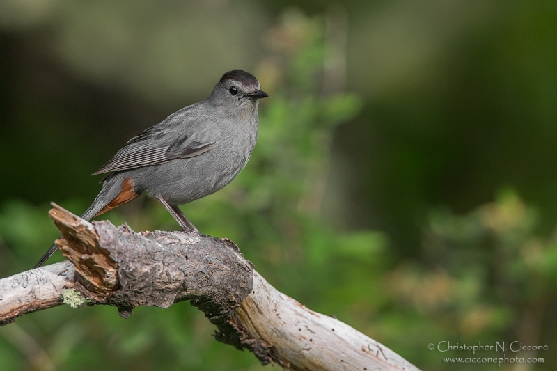 Gray Catbird