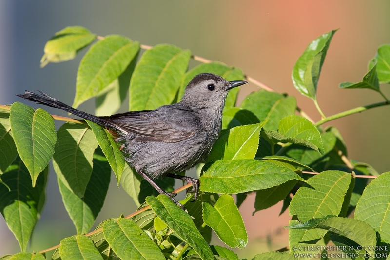 Gray Catbird