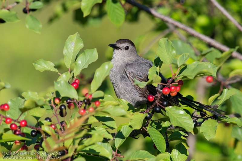 Gray Catbird