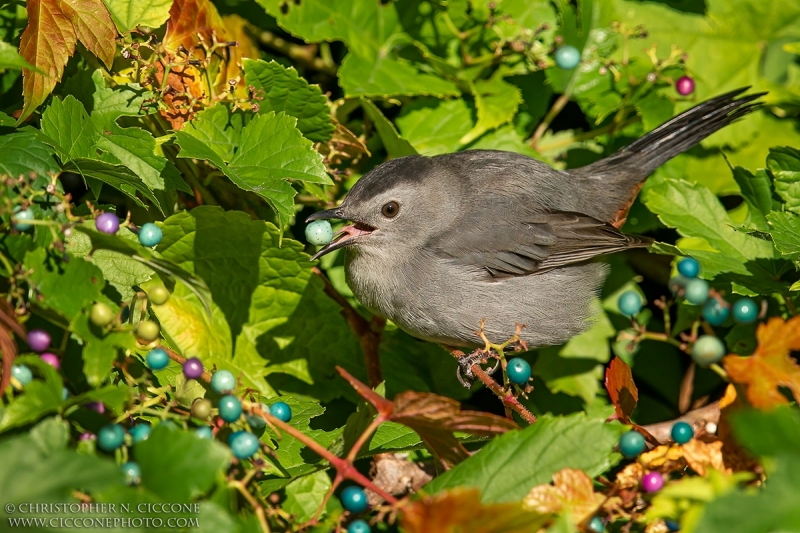 Gray Catbird