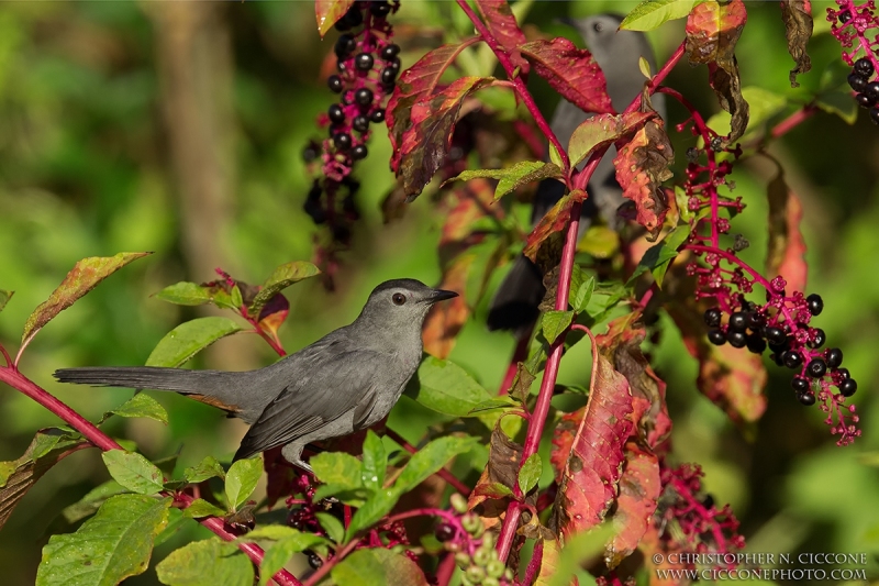 Gray Catbird