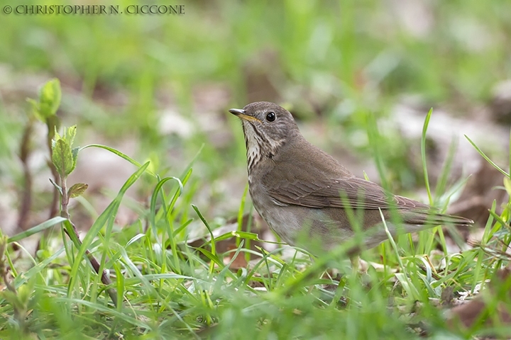 Gray-cheeked Thrush