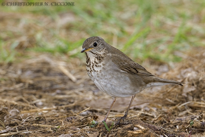 Gray-cheeked Thrush