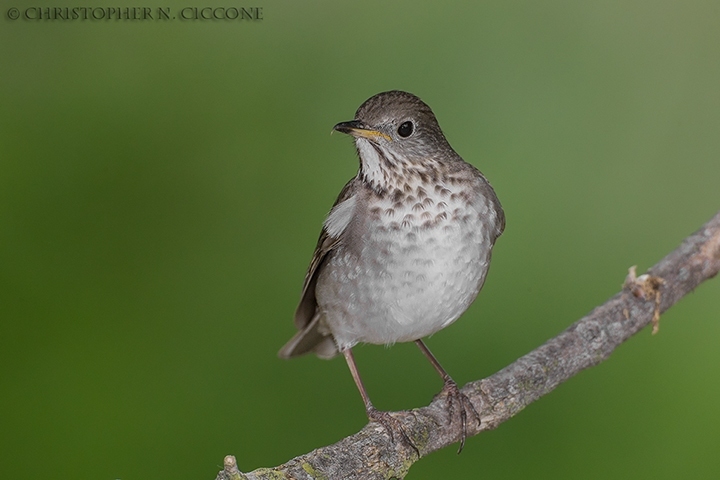 Gray-cheeked Thrush