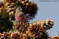 Gray-crowned Rosy-Finch