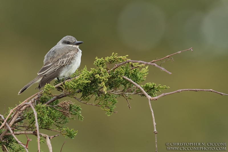 Gray Kingbird