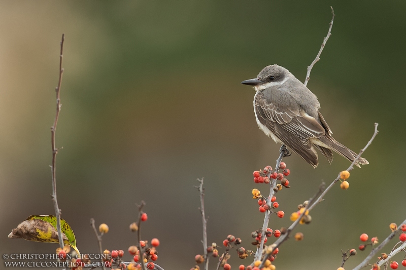 Gray Kingbird