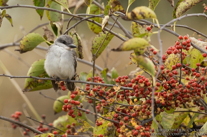 Gray Kingbird