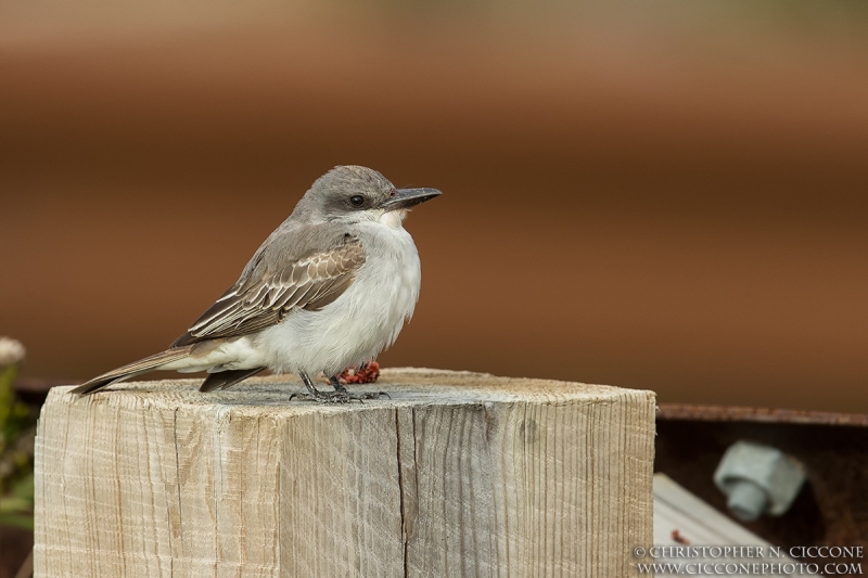 Gray Kingbird