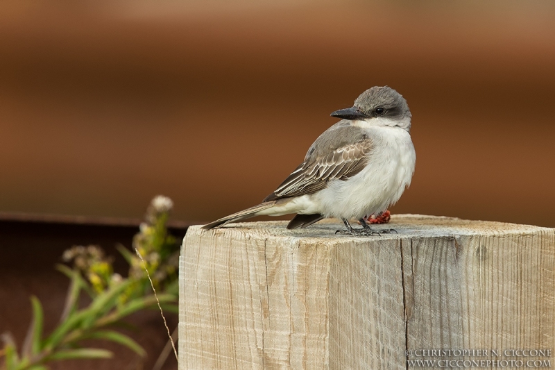 Gray Kingbird