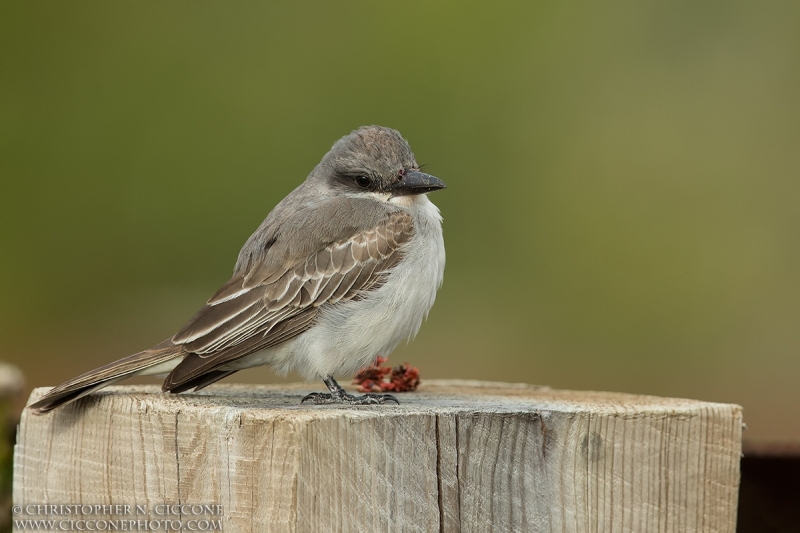 Gray Kingbird