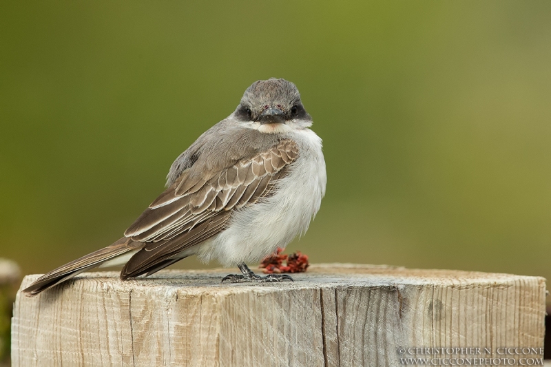 Gray Kingbird