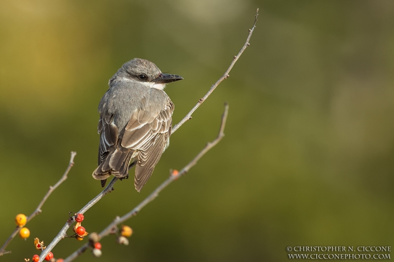 Gray Kingbird