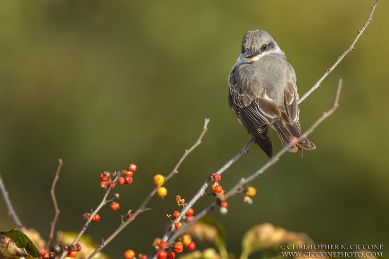 Gray Kingbird