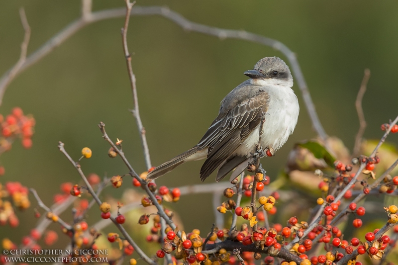 Gray Kingbird