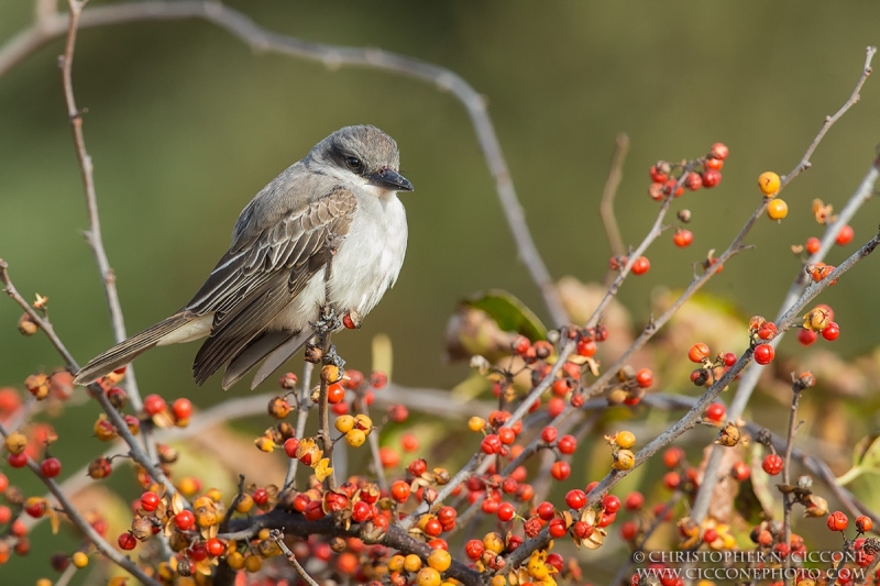 Gray Kingbird