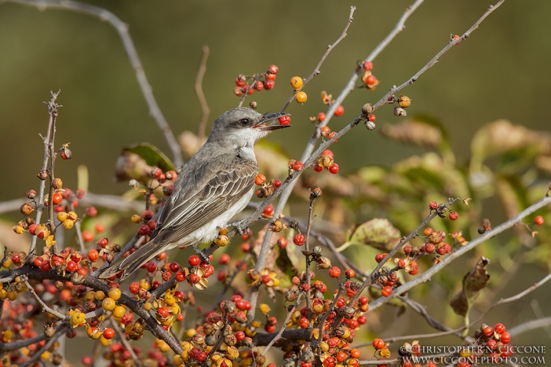 Gray Kingbird