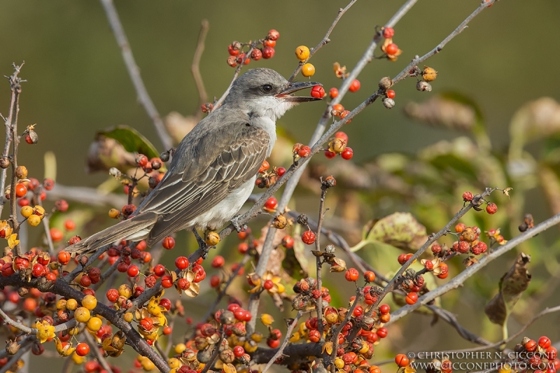 Gray Kingbird