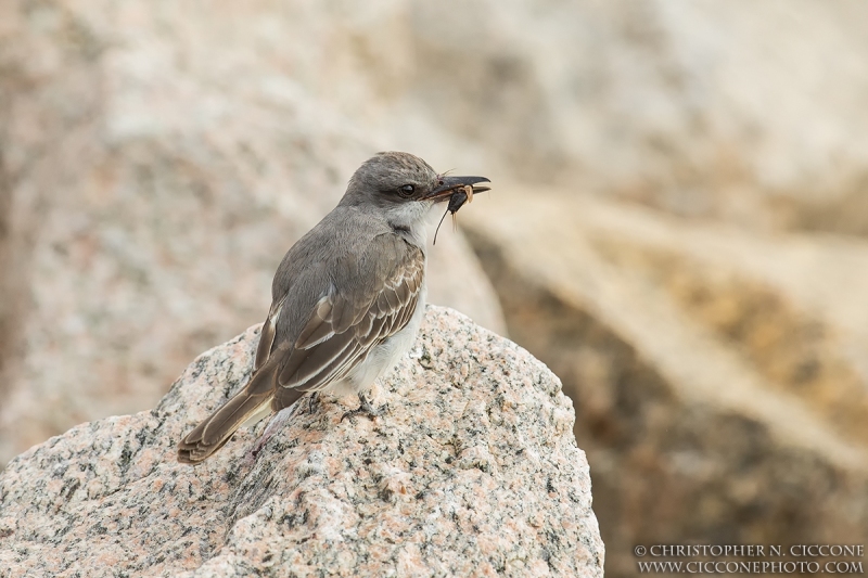 Gray Kingbird