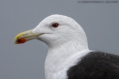 Great Black-backed Gull