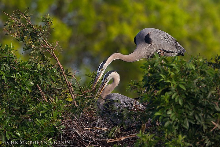 Great Blue Heron