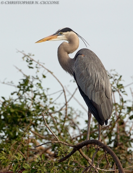 Great Blue Heron