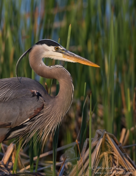 Great Blue Heron