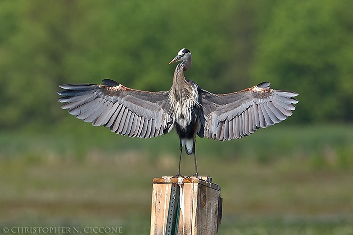 Great Blue Heron