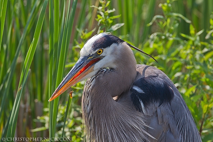 Great Blue Heron