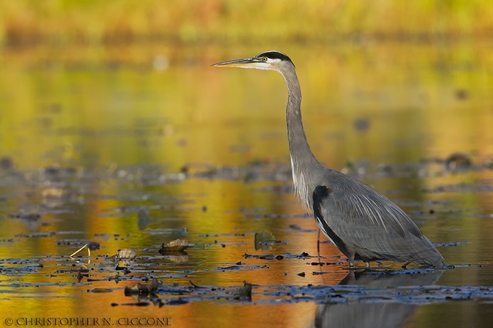 Great Blue Heron