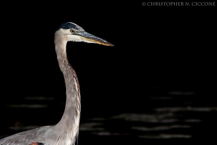 Great Blue Heron