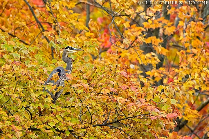 Great Blue Heron