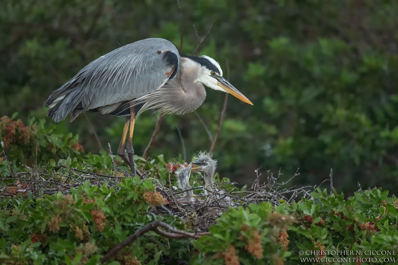 Great Blue Heron