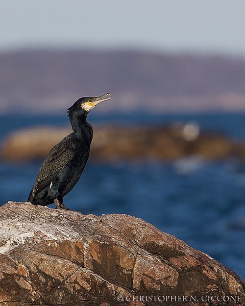 Great Cormorant