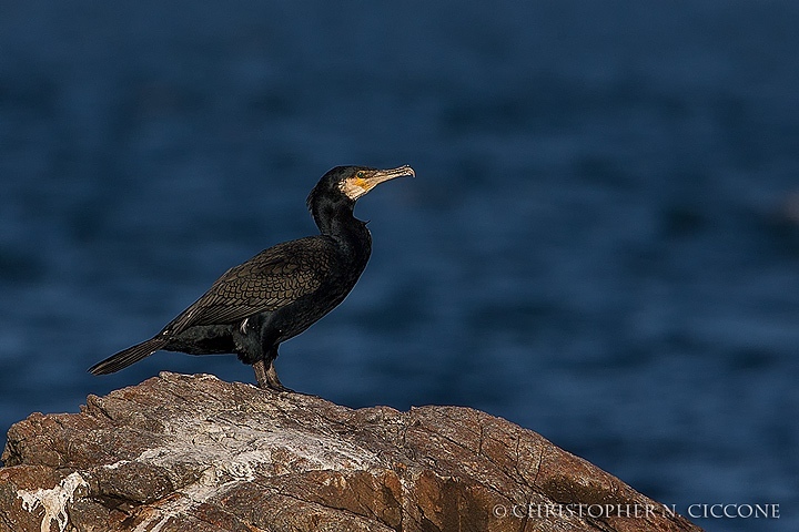 Great Cormorant